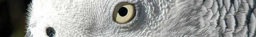 Animal Intelligence header image 4